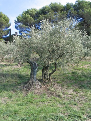 AU FRUIT ON RECONNA�T L'ARBRE